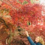 Arce japonés en Otoño con las hojas rojas. Carolina Diez Psicóloga está tocando una de sus ramas con una gran sonrisa